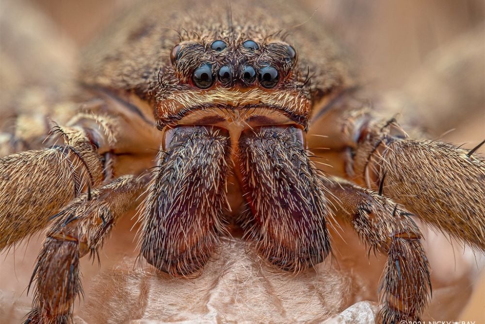 15 Spider Facts That Sound Like Science Fiction