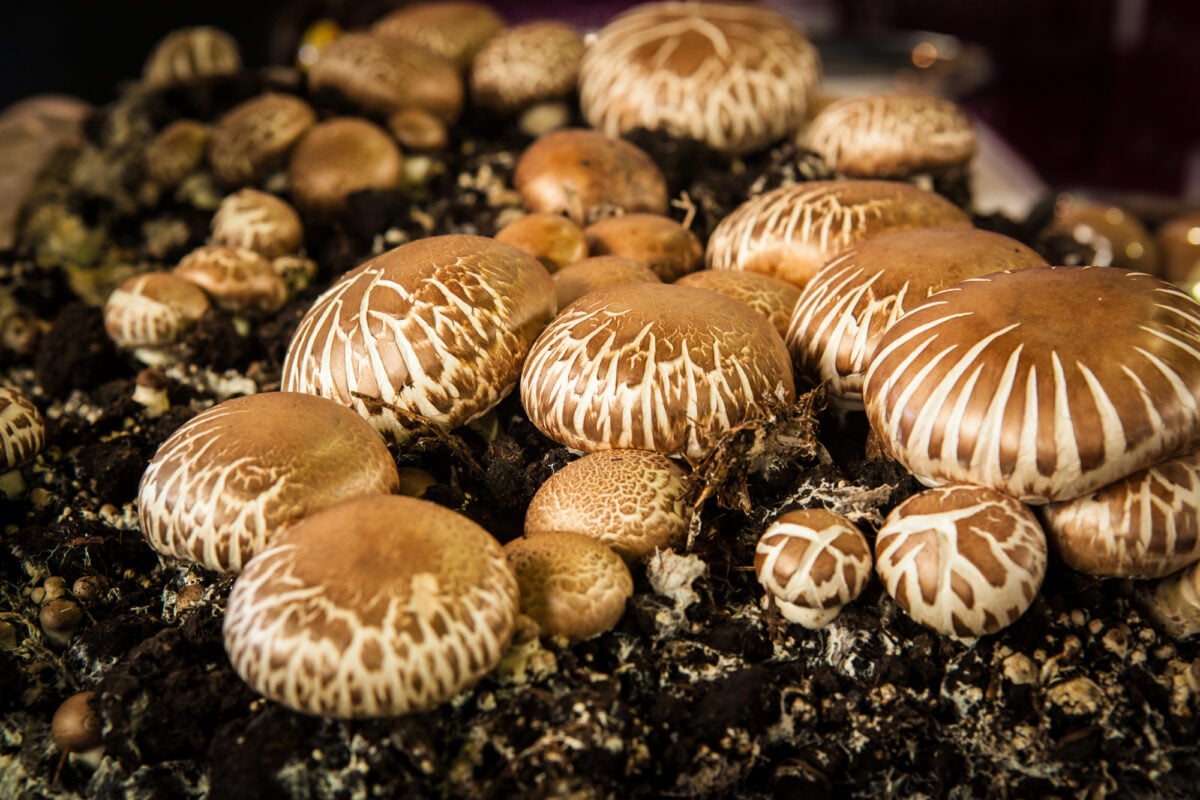 15 Rare Fungi with Mysterious Uses