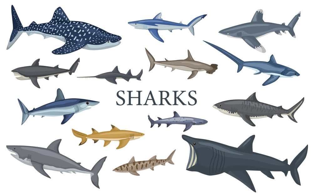 Sorte De Requin 17 Shark Species You Should Know About