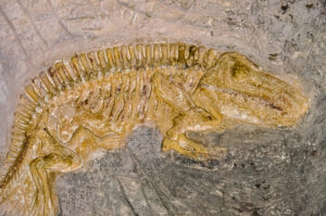 15 Myths About Evolution Still Believed