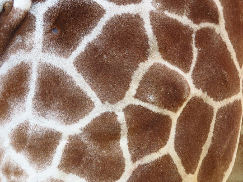 Flickr/Blackbird at Hull