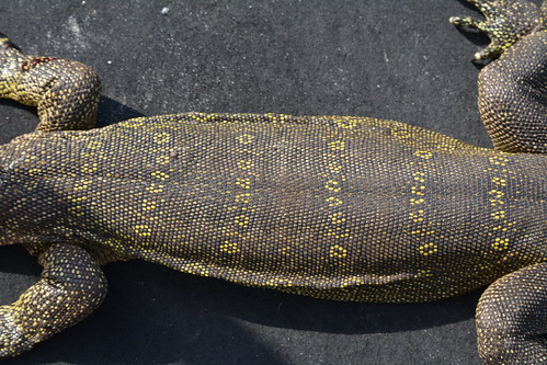 Flickr/MyFWC Florida Fish and Wildlife