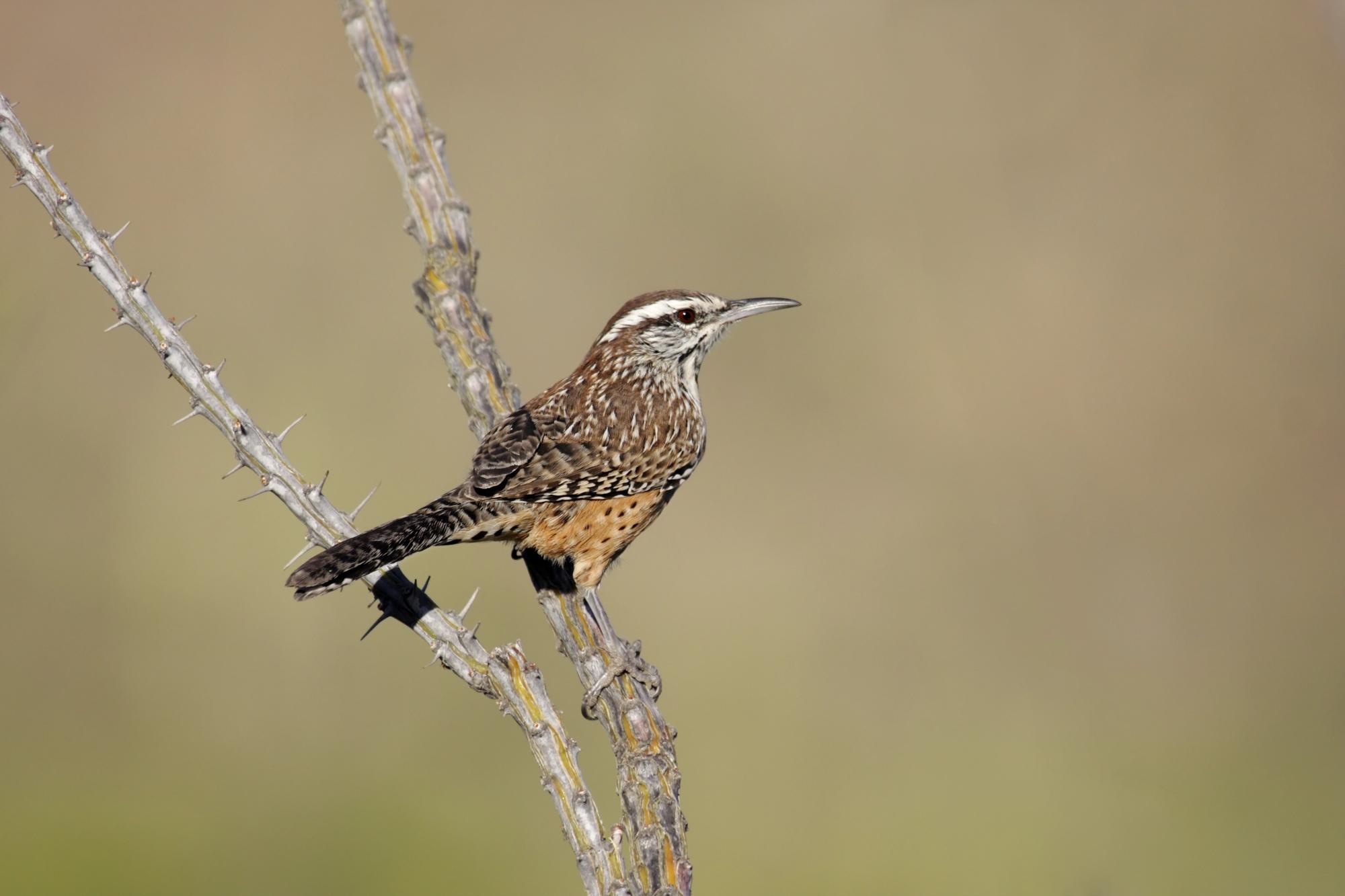 DepositPhotos