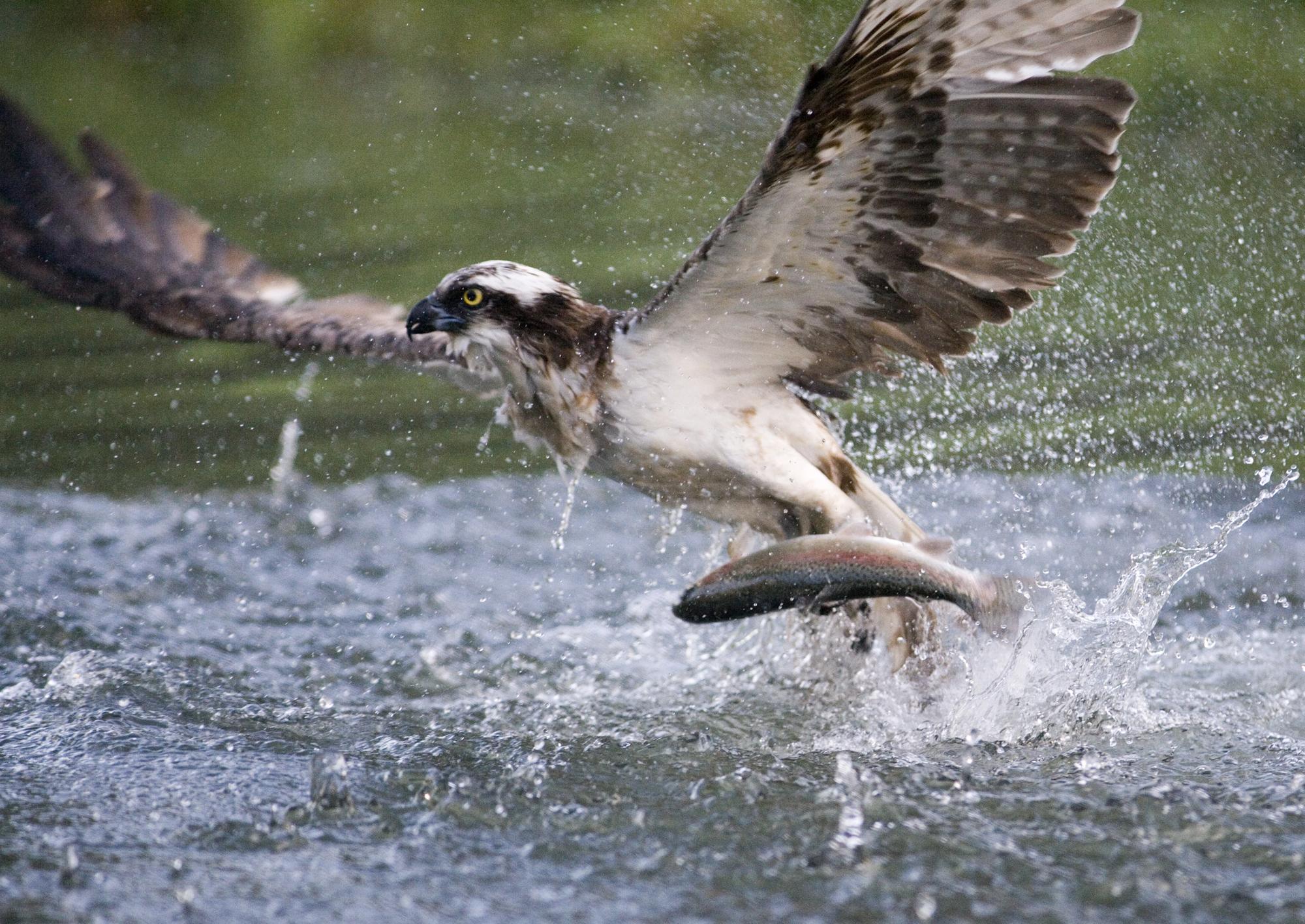 DepositPhotos
