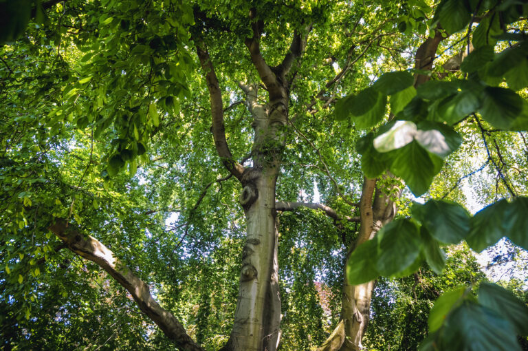 15 Largest Tree Species in The World