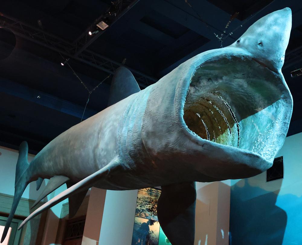 CARDIFF WALES UNITED KINGDOM 06 17 23: Basking shark is the second-largest living shark and fish, after the whale shark 1 of 3 plankton-eating shark species with the whale and megamouth — Photo by meunierd