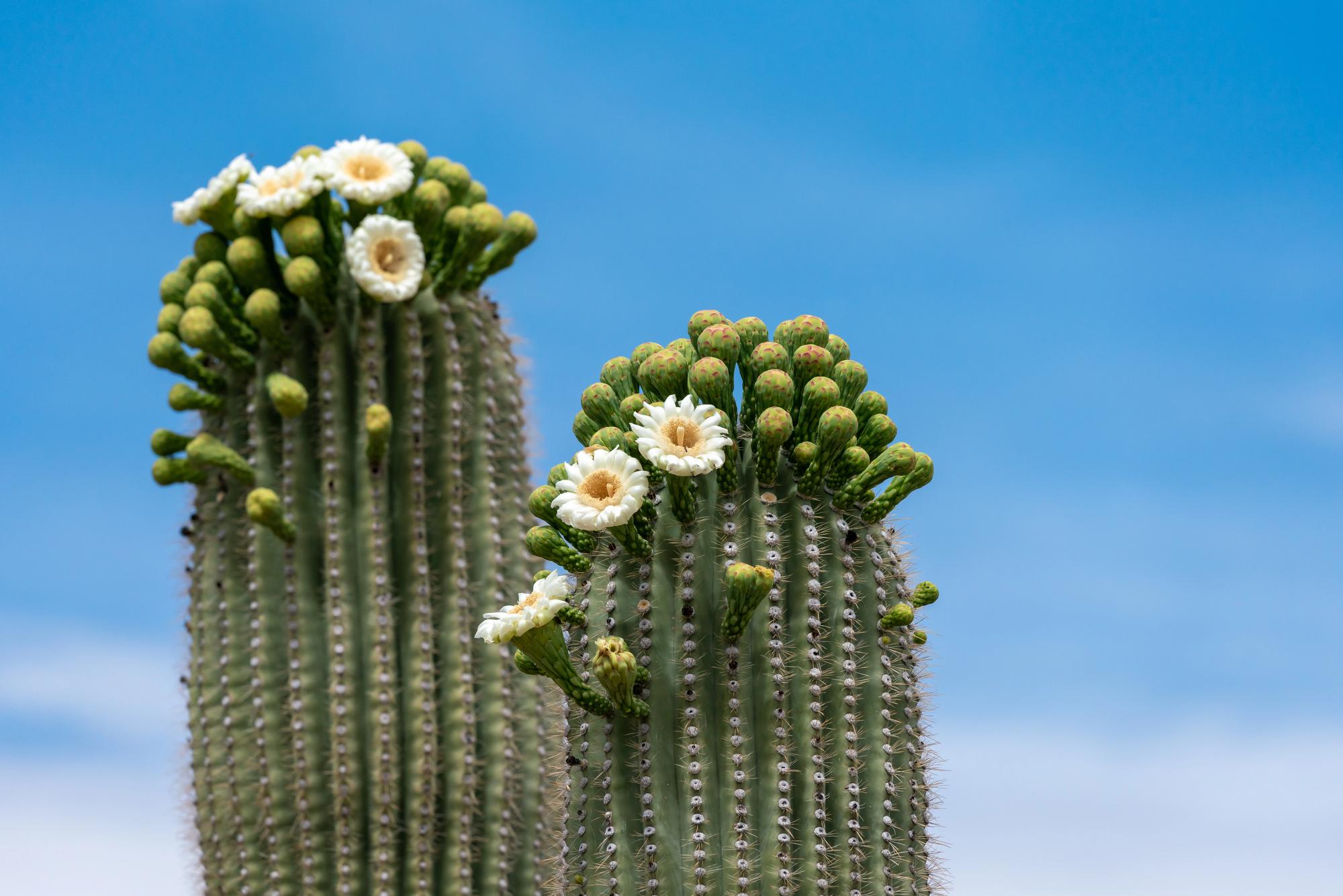 DepositPhotos