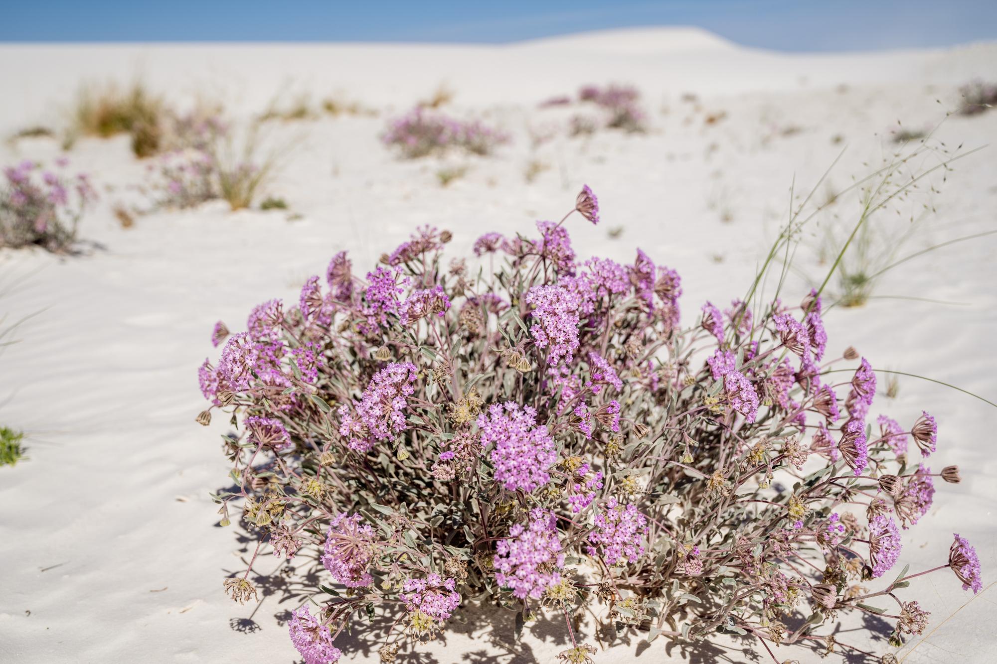 DepositPhotos