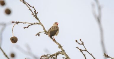red-billed quelea / Unsplash