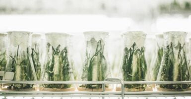 Unsplash/CHUTTERSNAP