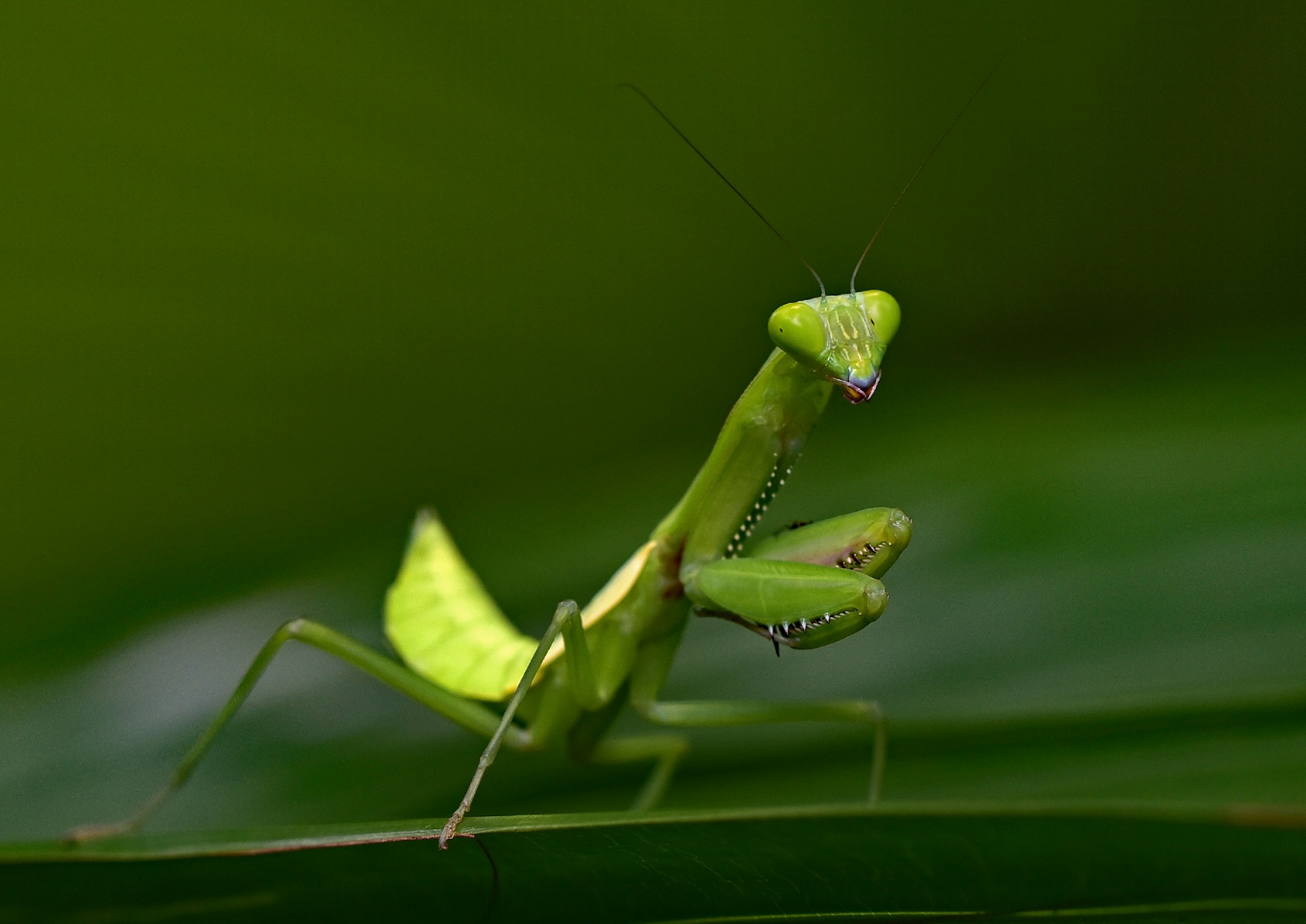 Amazing Facts About the Hidden World of Insects
