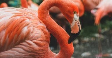 Unsplash/Gislane Dijkstra