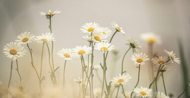 Unsplash/Kristine Cinate