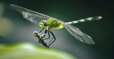 Unsplash/Vince Villavicencio