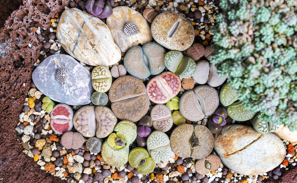 Delicious Looking Rocks Plants That Look Like Rocks
