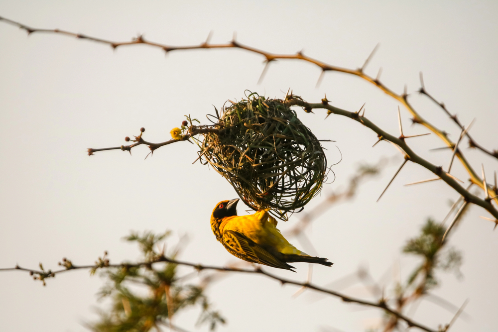Birds That Build the Most Complex Nests