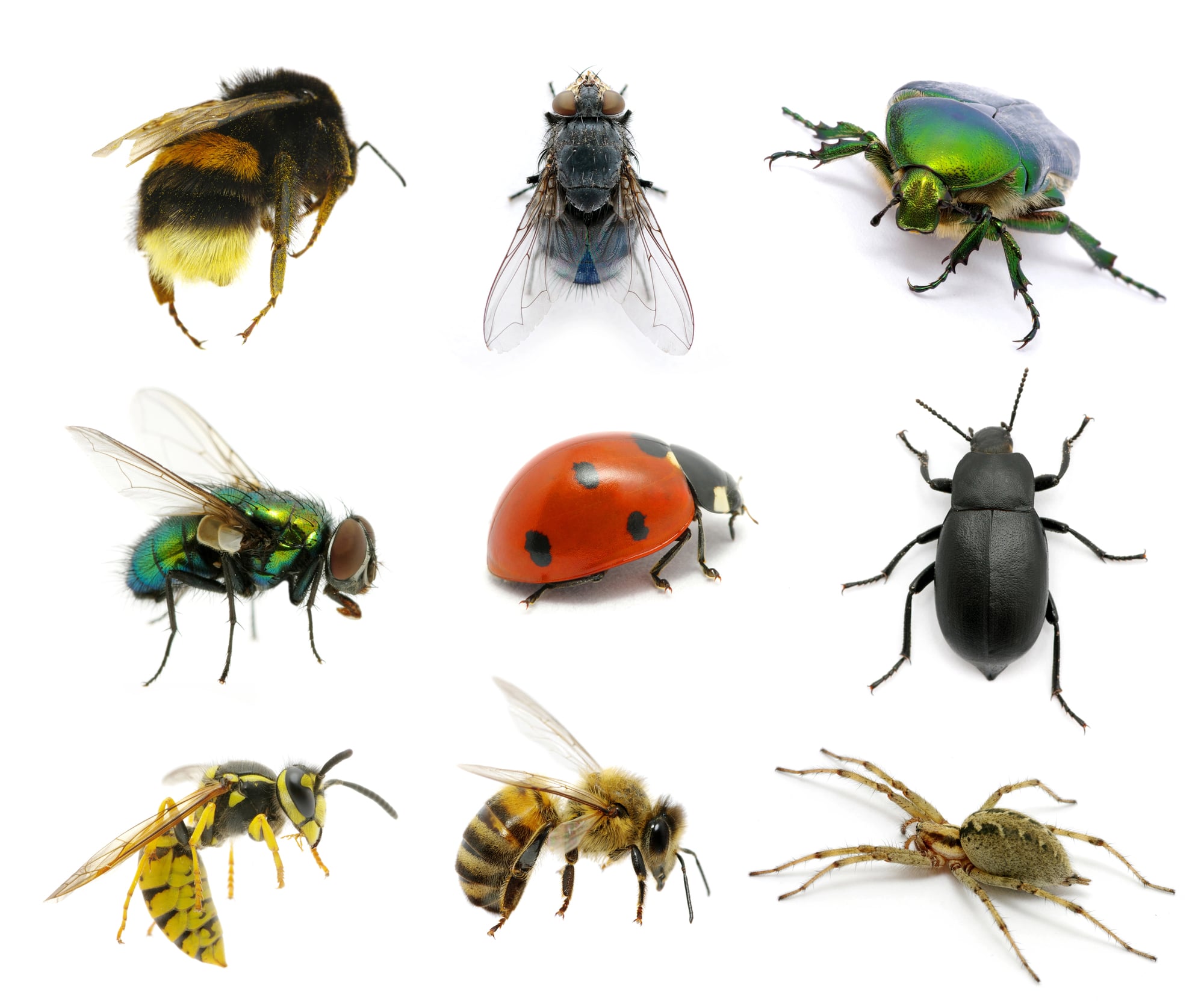Most Insect Animals Heaviest Insects Recorded