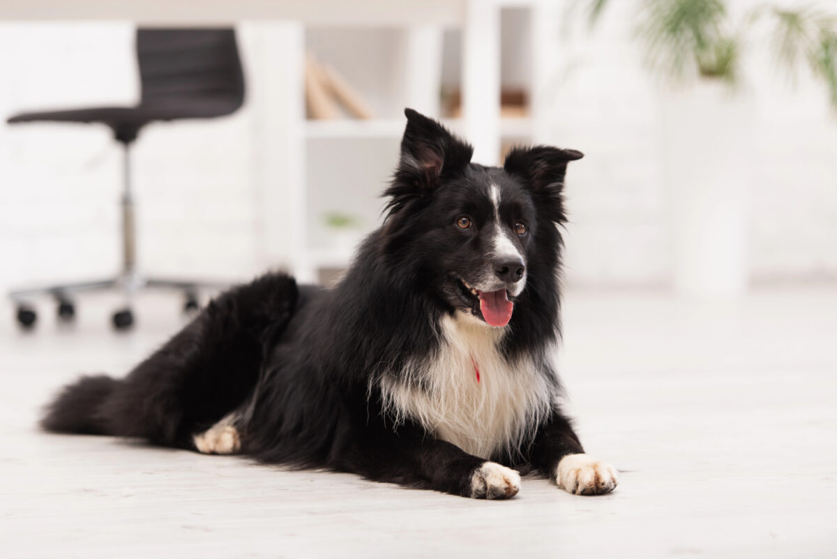 Rank Dog Smartest Dog Breeds Ranked According to Experts