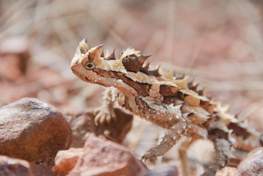 17 Animals That Look Nothing Like What You'd Expect