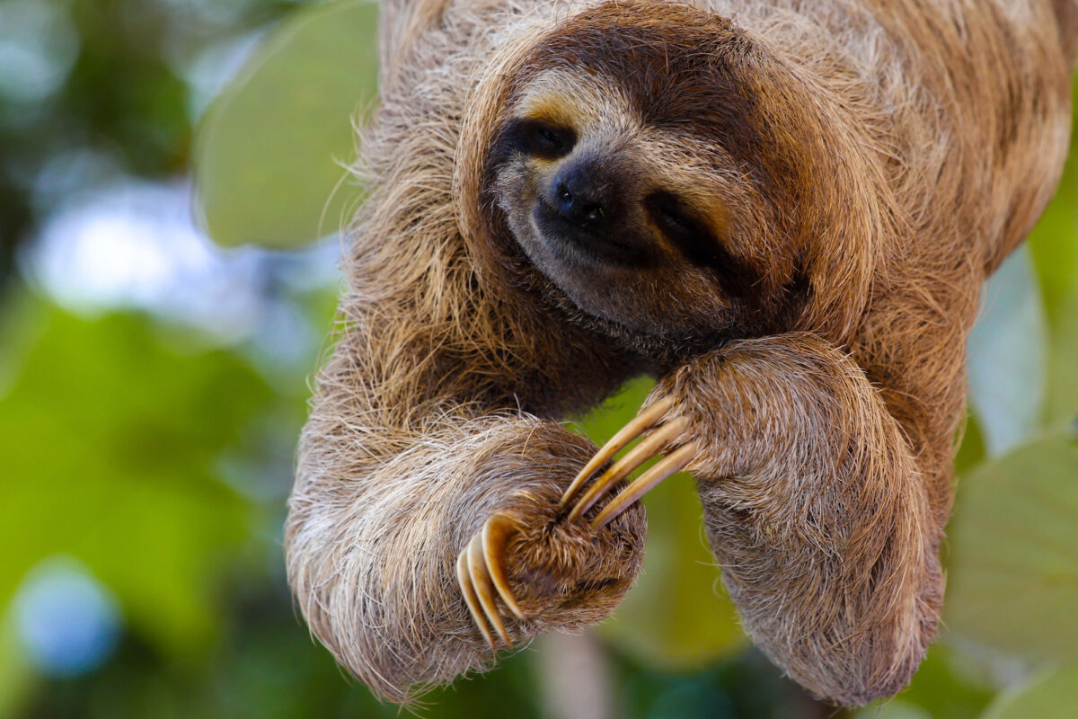 32 Animals With Abilities So Bizarre They Sound Like Science Fiction